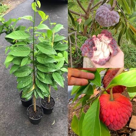 Red Sitaphal Plants — Sitaphal sapling available at Agro Nursery Garden